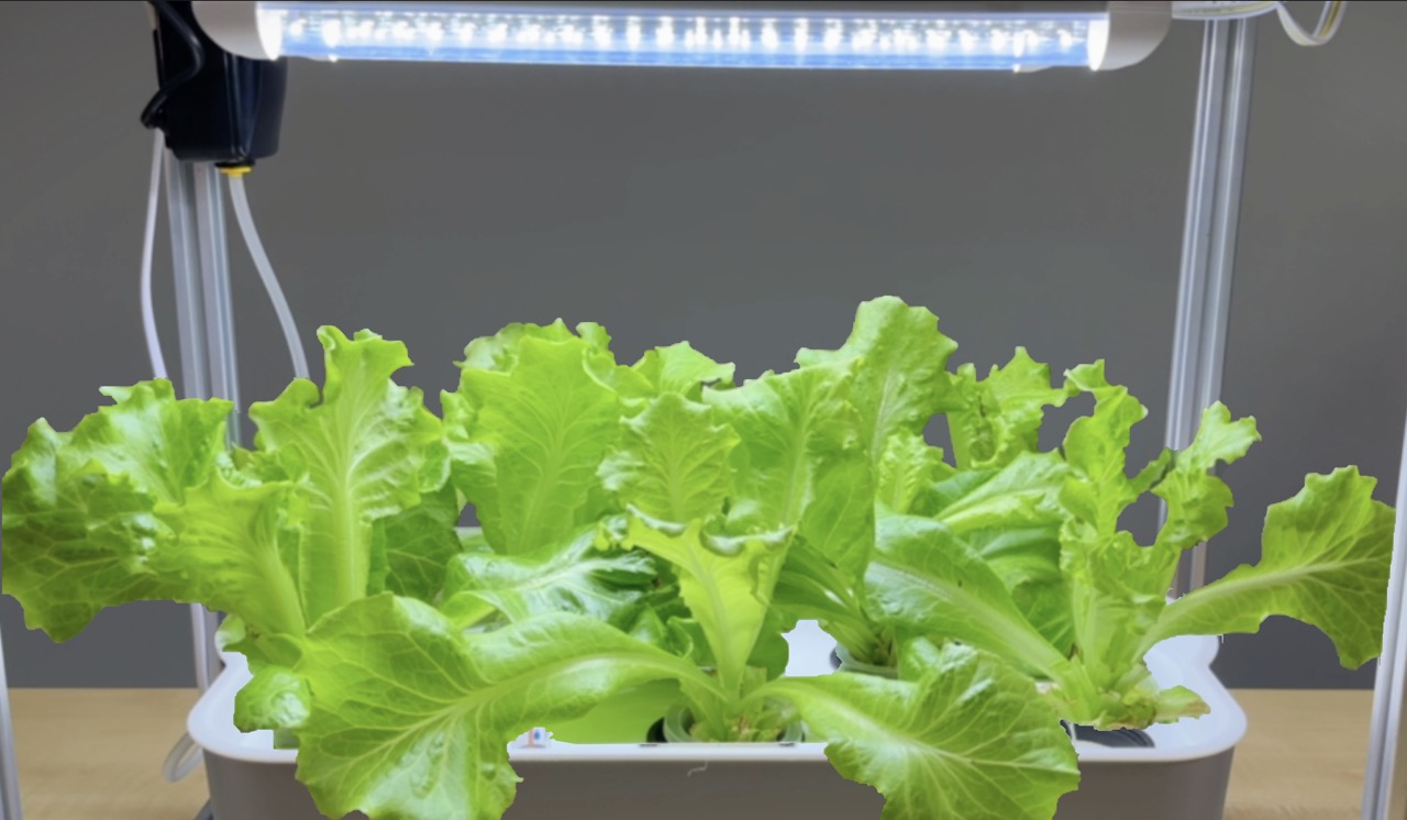 MICA Hydroponics Plant System After - Full Growth Lettuces